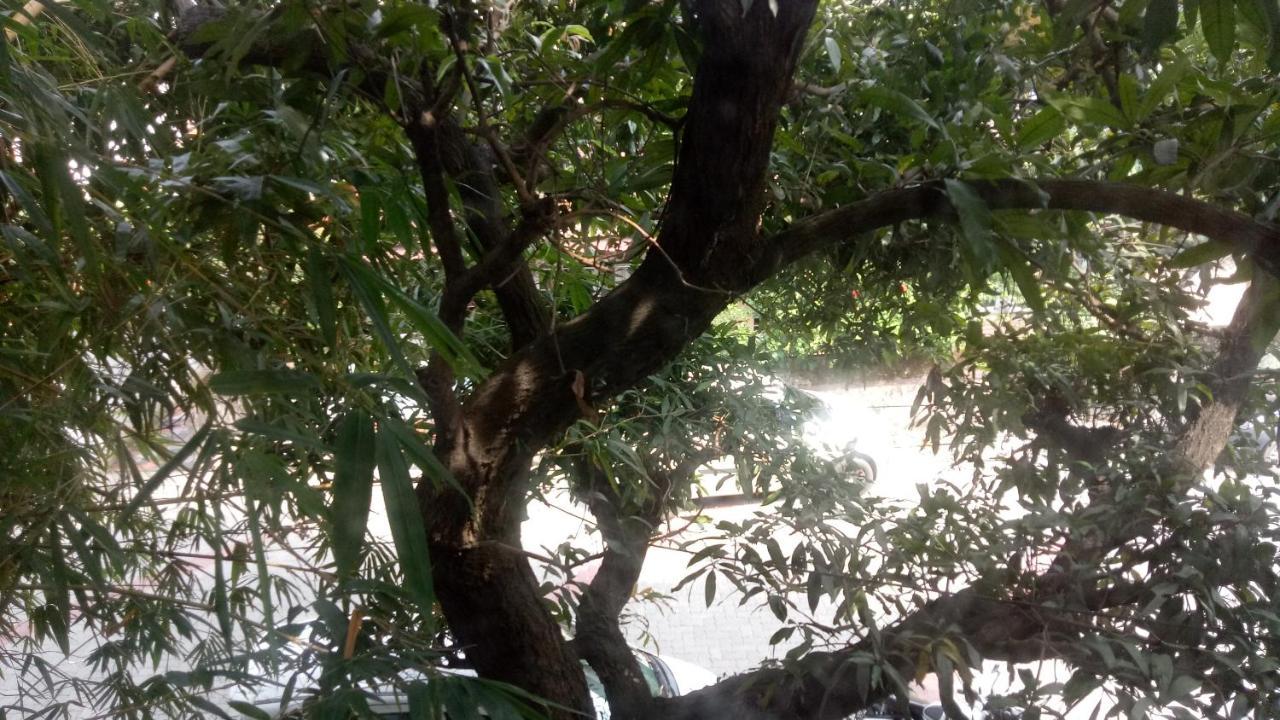 Adams Wood House Ayurveda Homestay Kochi Eksteriør bilde